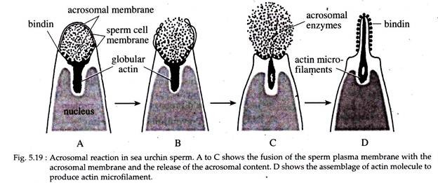 A) The normal circular trajectory of a sea urchin sperm is