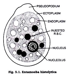 classification of phylum protozoa
