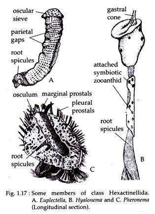 Phylum Porifera: Classification and Features | Protozoa