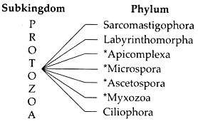 subphylum of protozoa