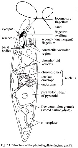Flagellar Locomotion In Euglena Invertebrates