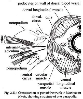 Parapodal Locomotion in Neanthes | Insects