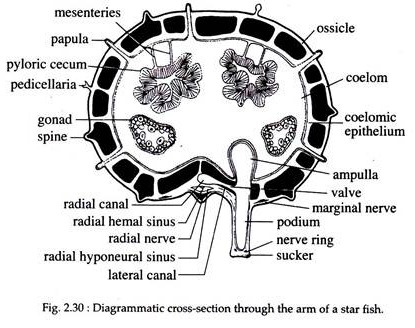 starfish ring canal function