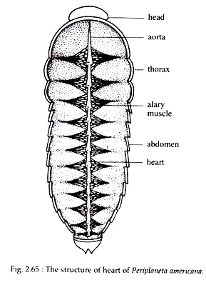Circulatory System in Cockroaches