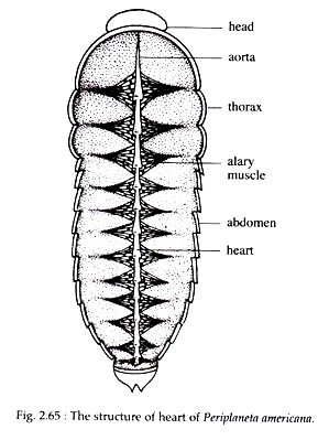 Circulatory System in Cockroaches Circulatory System in Cockroaches