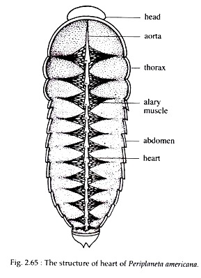 circulatory heart cockroaches periplaneta