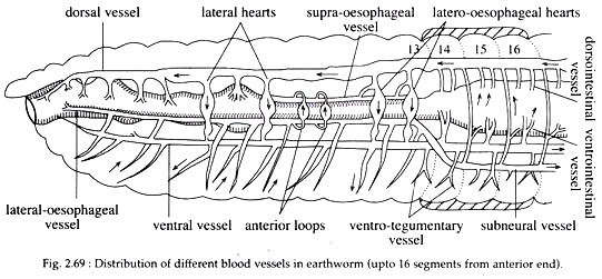 describe an open circulatory system