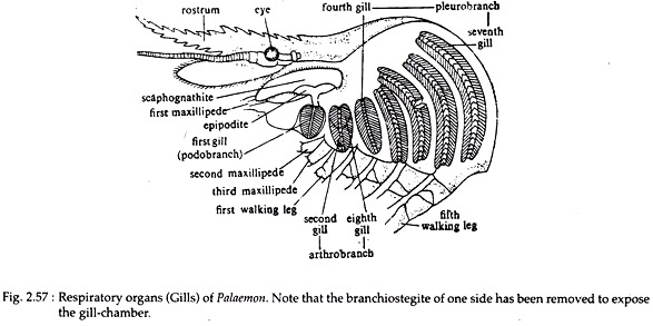 Respiratory Organs of Palaemon