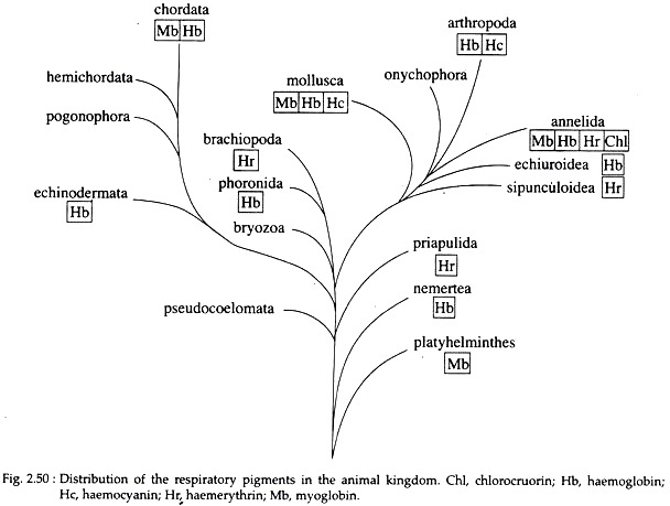 Respiratory Pigments in the Animal Kingdom