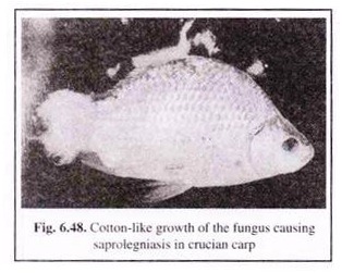 Cotton-Like Growth of the Fungus