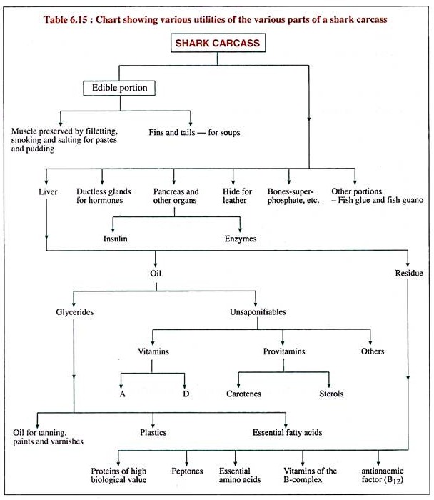 Various Utilities of the Various Parts of a Shark Carcass