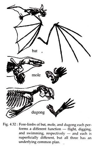 Fore-Limbs of Bat, Mole and Dugong