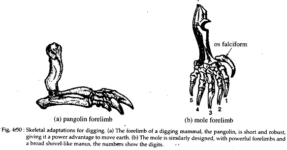 Skeletal Adaptations for Digging