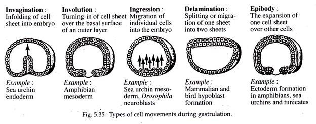 Types of Cell Movements during Gastrulation