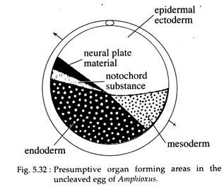 Presumptive Organ Forming Areas