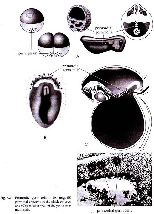 Primordial Germ Cells