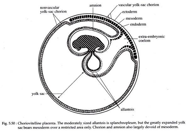 Choriovitelline Placenta