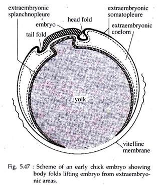 Early Chick Embryo