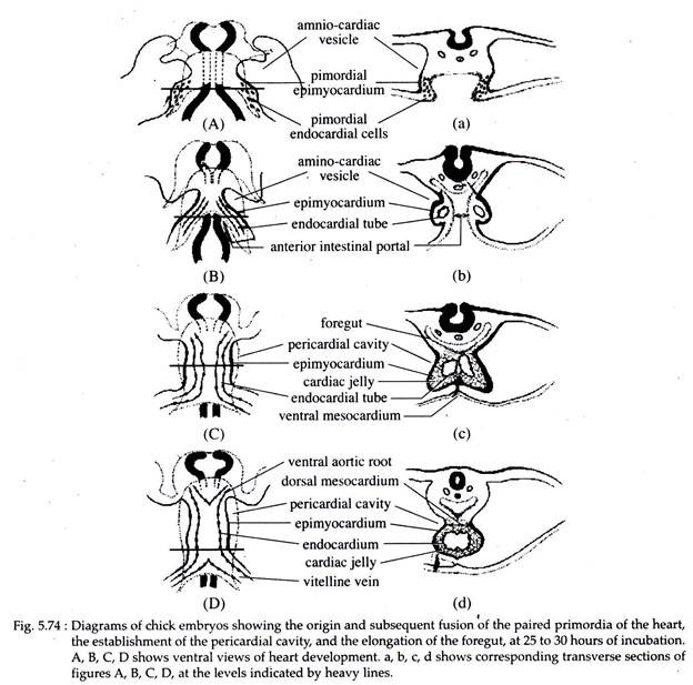 Chick Embryos