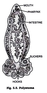 Polystoma