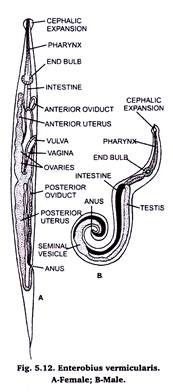 Enterobius Vermicularis