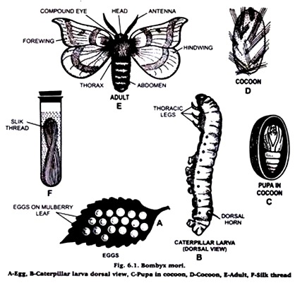 Bombyx Mori