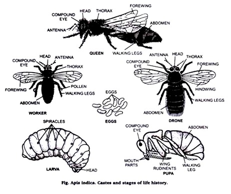 Apia Indica