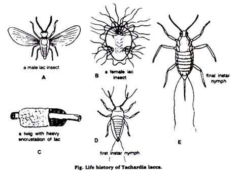 Life History of Tachardia Lacca