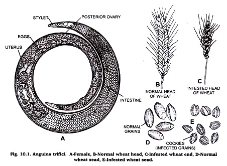 Anguina trifici