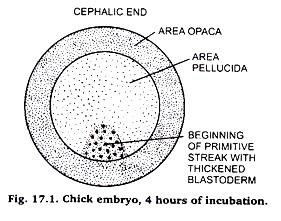 Chicken Embryo, 4 hours of incubaction