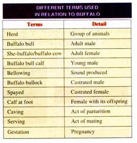 Different Terms Used in Relation to Buffalo