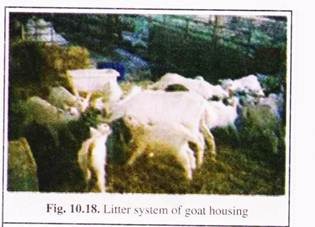 Litter System of Goat Housing