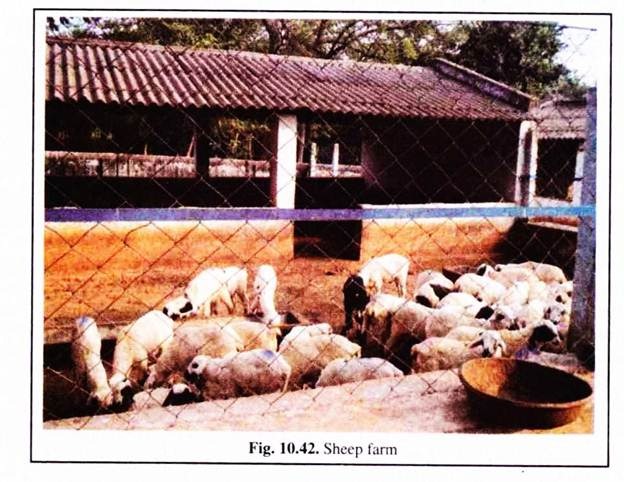 Sheep Farm