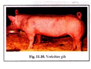 Yorkshire Gilt