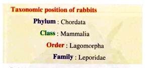 Taxonomic Position of Rabbits
