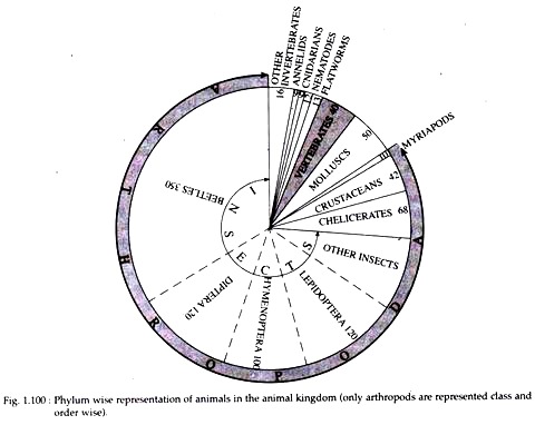 Phylum wise Representation of Animals 