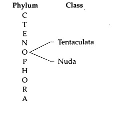 Phylum and Class