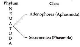 Phylum and Class