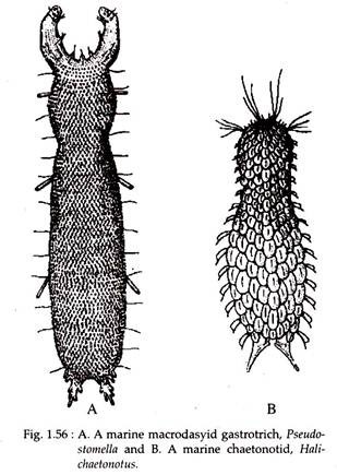 Marine Macrodasyid Gastrotrich and Marine Chaetonotid