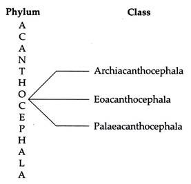 Classification of Phylum Acanthocephala