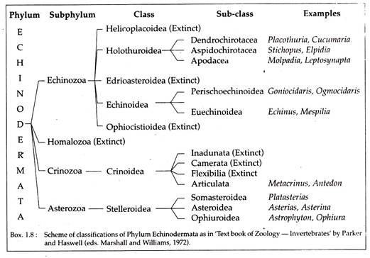 Scheme of Classifications of Phylum Echinodermata