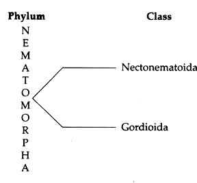 Phylum and Class