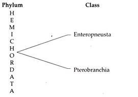 Phylum and Class