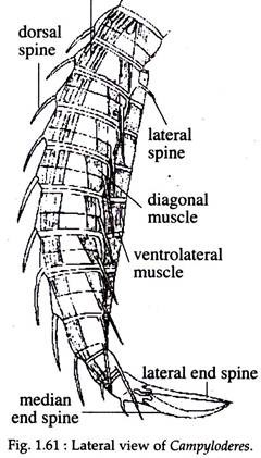 Lateral View of Campyloderes