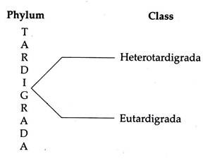Phylum and Class