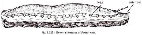 External Features of Peripatopsis
