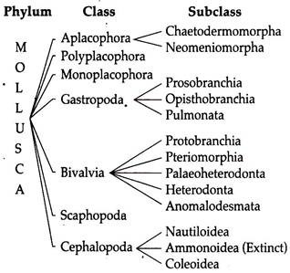 Phylum, Class and Subclass