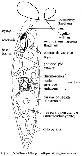 Structure of the Phytoflagellate Euglena Gracilis