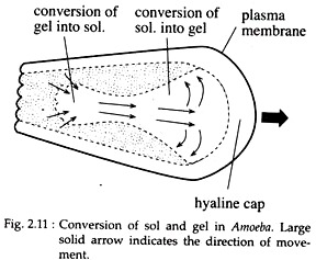 Conversion of Sol and Gel in Amoeba