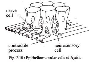 Epitheliomuscular Cells of Hydra